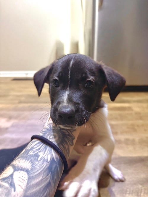 Photo of Gus (Mascot litter), adoptable German Shepherd Dog in Holly Springs, North Carolina