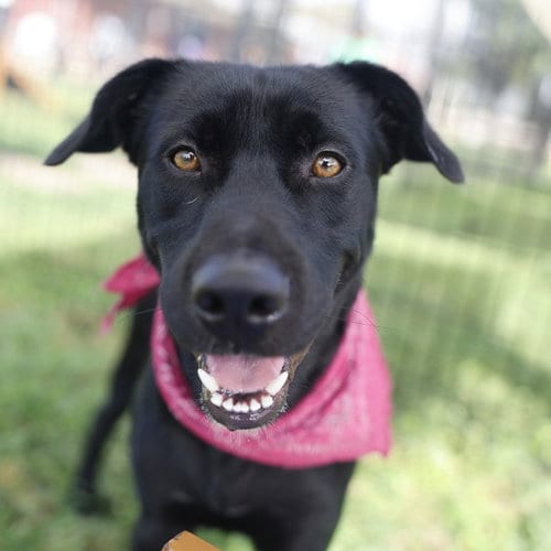 Photo of Sebastian, adoptable Labrador Retriever in San Antonio, Texas