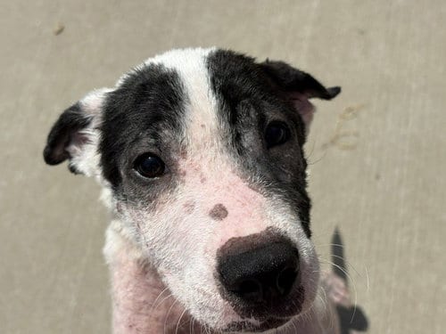 Photo of Abel, adoptable Pit Bull Terrier in Tulsa, Oklahoma