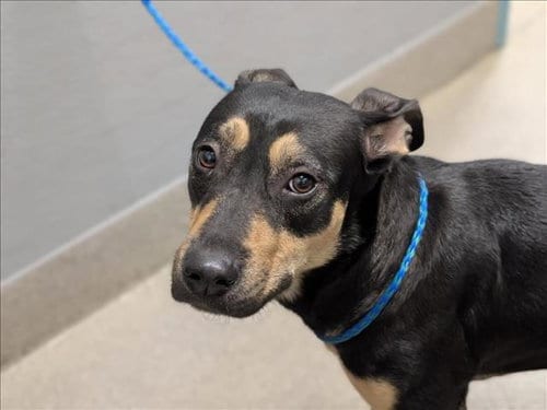 Photo of Summer, adoptable Labrador Retriever in Las Vegas, Nevada