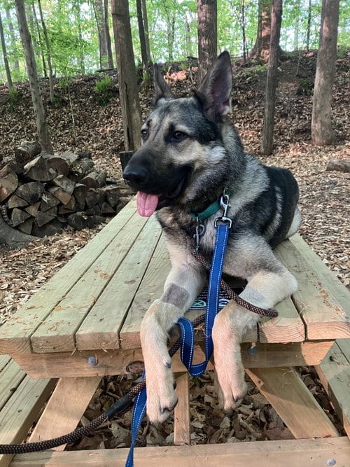 Photo of Rocky 6572, adoptable German Shepherd Dog in Centreville, Virginia