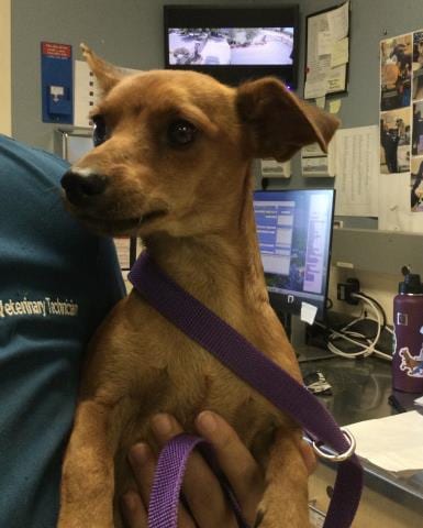 Photo of Mickey, adoptable Chihuahua in Riverside, California