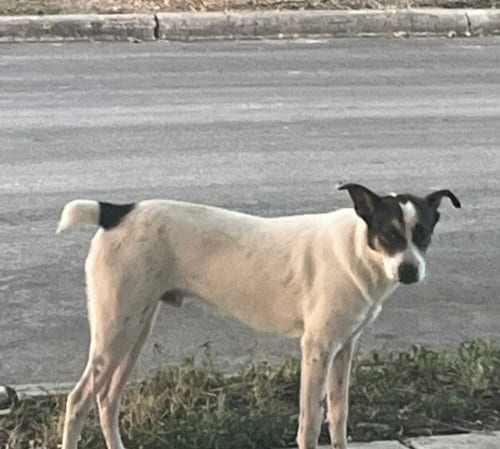 Photo of A827923, adoptable Terrier in San Antonio, Texas