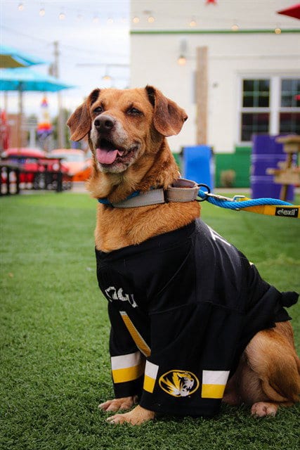 Photo of Fern, adoptable Hound in St Peters, Missouri