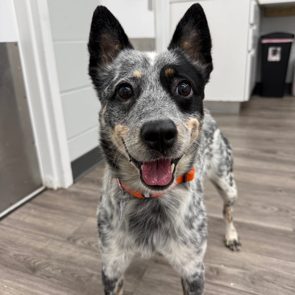 Photo of Dolly, adoptable Cattle Dog, Australian (Blue Heeler) / Mixed Breed (Medium) in Fairfax Station, Virginia