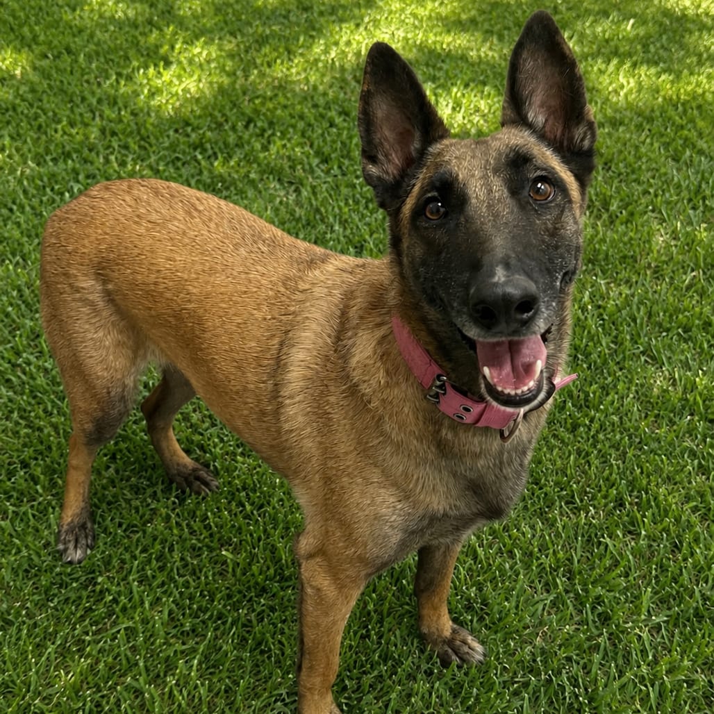 Photo of Rose, adoptable Malinois, Belgian in Henderson, Nevada
