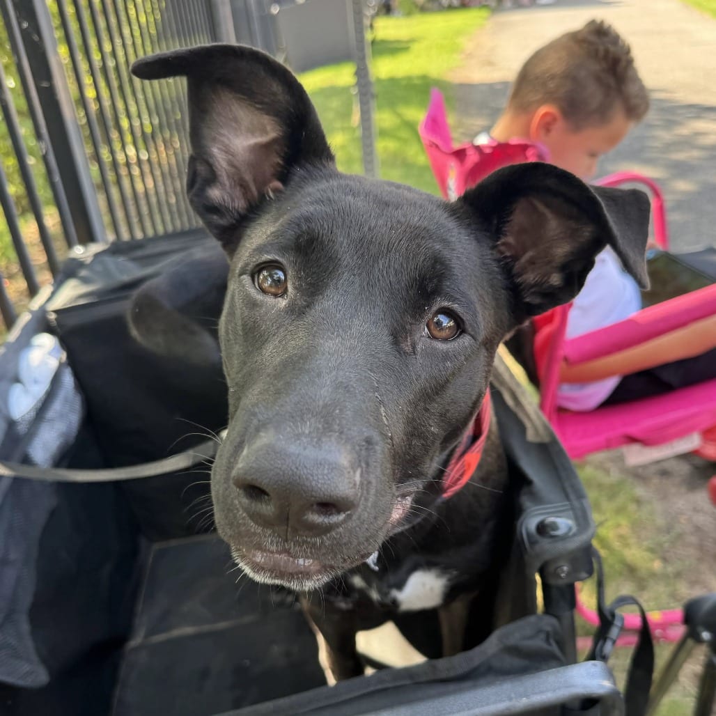 Photo of Sunny, adoptable Mixed Breed (Medium) in St. Charles, Missouri