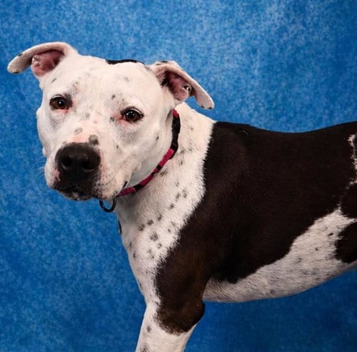 Photo of Petey, adoptable Pit Bull Terrier in Pearland, Texas
