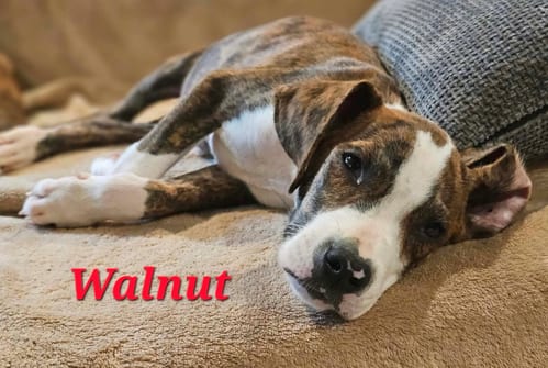 Photo of Walnut - Nut Litter, adoptable Labrador Retriever in Sheboygan, Wisconsin