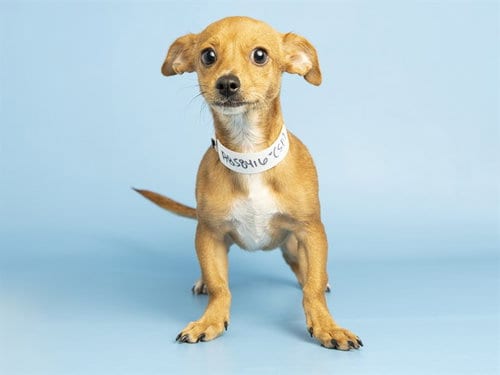 Photo of Fiona, adoptable Chihuahua in Phoenix, Arizona