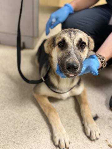 Photo of Yasmin, adoptable German Shepherd Dog in Riverside, California