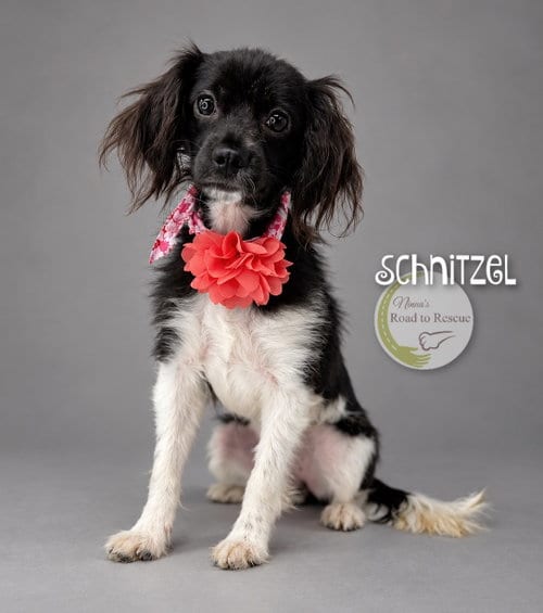 Photo of Schnitzel, adoptable Cavalier King Charles Spaniel in Benton, Louisiana