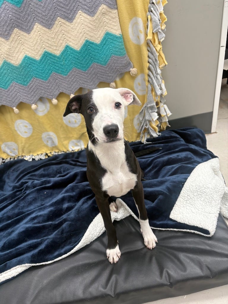 Photo of Winnie, adoptable Pit Bull Terrier in Findlay, Ohio