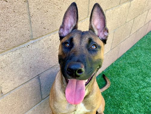 Photo of Rambo, adoptable Belgian Shepherd Malinois in Moreno Valley, California