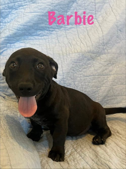 Photo of Barbie, adoptable Basset Hound in Pipe Creek, Texas