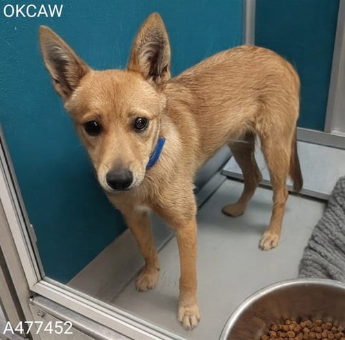 Photo of Todd, adoptable Shiba Inu in Oklahoma City, Oklahoma