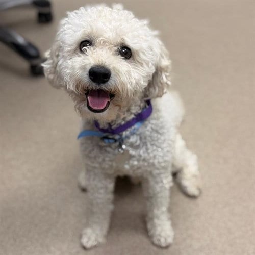 Photo of Gus, adoptable Poodle (Miniature) in Aurora, Colorado