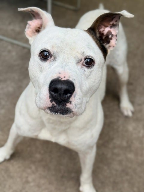 Photo of Ralph Lauren, adoptable American Pit Bull Terrier in Chicago, Illinois
