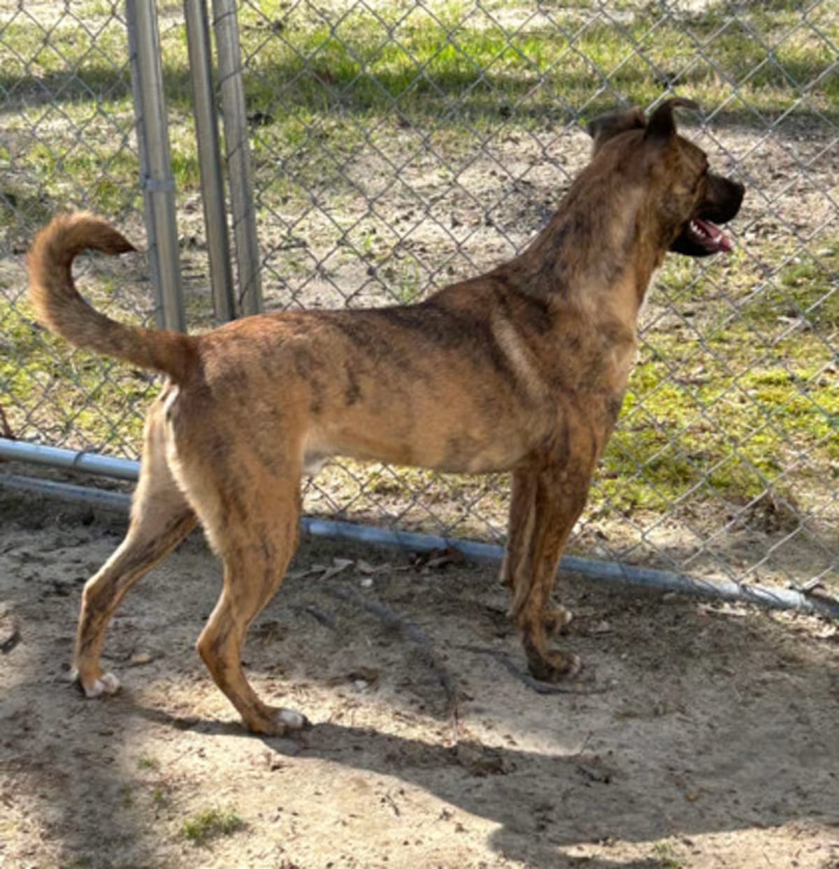 Photo of Nate, adoptable Plott Hound in Medfield, Massachusetts