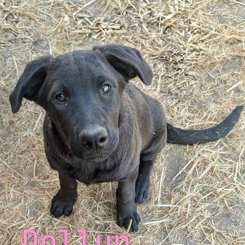 Photo of Dollup, adoptable Belgian Shepherd Malinois in Yreka, California