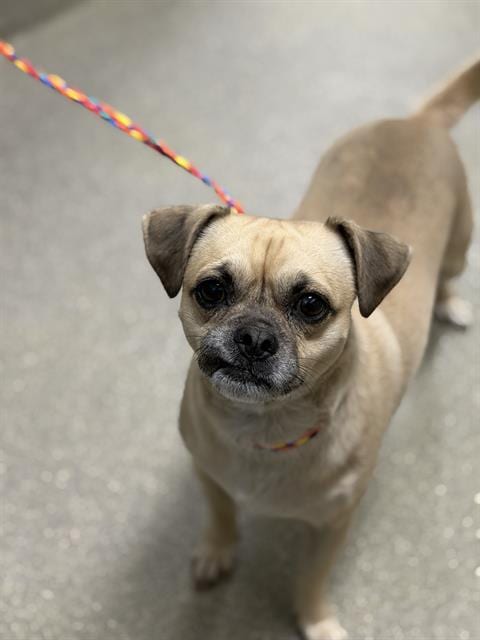 Photo of Genie, adoptable Pug in Las Vegas, Nevada