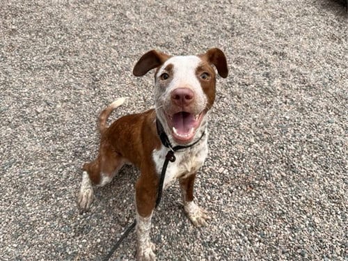 Photo of Jelly Bean, adoptable Australian Kelpie in Mesa, Arizona