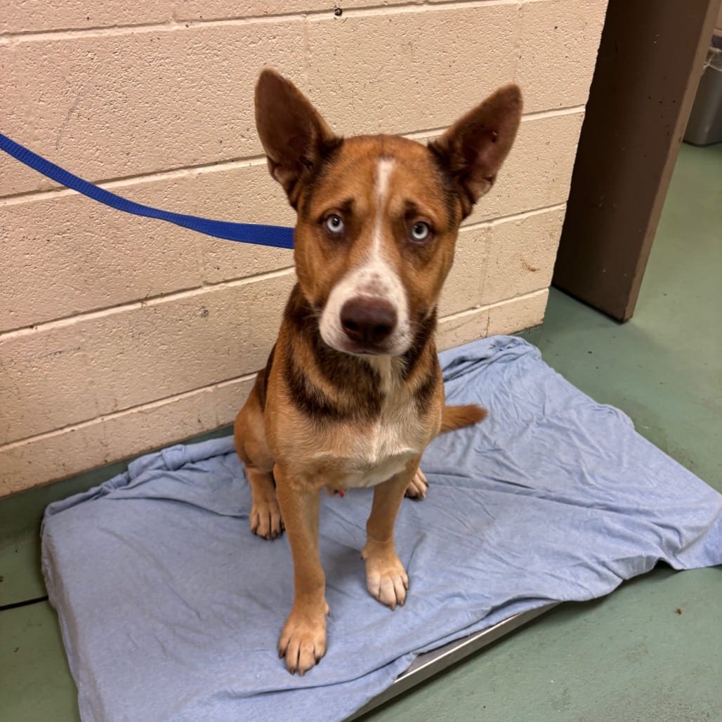 Photo of Scout, adoptable Mixed Breed (Medium)