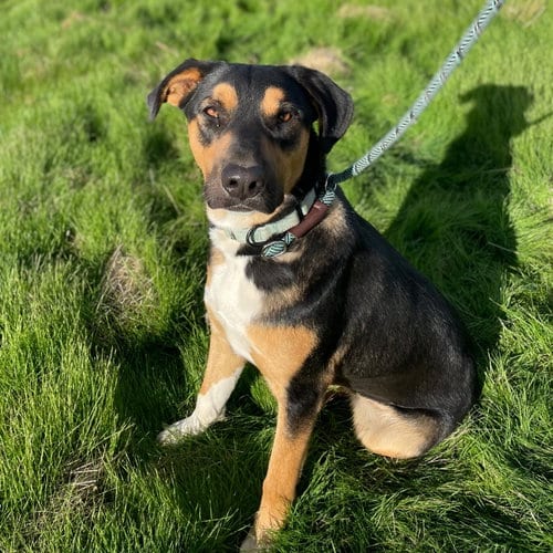 Photo of Bobby, adoptable Rottweiler in Yreka, California