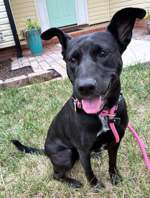 Photo of Lucy, adoptable Labrador Retriever in Charlotte, North Carolina