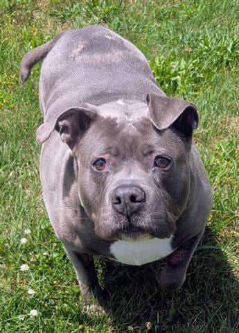 Photo of Gabby, adoptable Pit Bull Terrier in Akron, Ohio