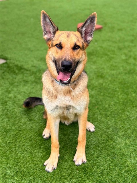 Photo of Max, adoptable German Shepherd Dog in Agoura, California