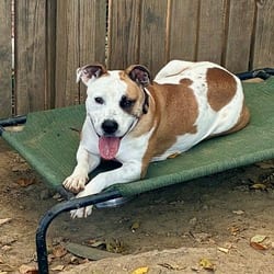 Photo of Hazel, adoptable Bull Terrier American Bulldog in Winchester, Virginia