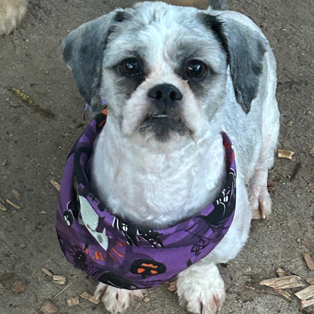 Photo of Lemon Zest, adoptable Mixed Breed (Small) in Maryland, Maryland