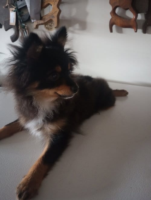Photo of Roamer, adoptable Pomeranian in Warrenton, Missouri