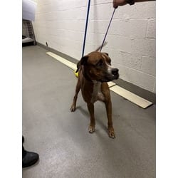 Photo of Flex, adoptable Terrier (Unknown Type, Medium) in Doral, Florida
