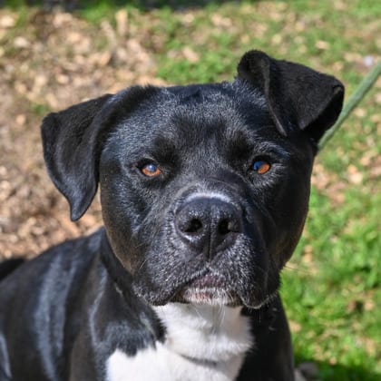 Photo of Martin, adoptable dog in Chamblee, Georgia