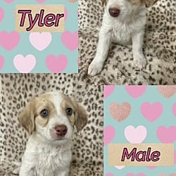 Photo of Tyler, adoptable Brittany in East Hartford, Connecticut