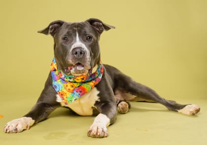 Photo of BJ, adoptable dog in Atlanta, Georgia
