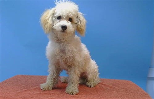Photo of A5806404, adoptable Poodle (Miniature) in Gardena, California