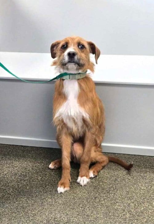 Photo of Bruno Doo, adoptable Labrador Retriever in Aurora, Indiana