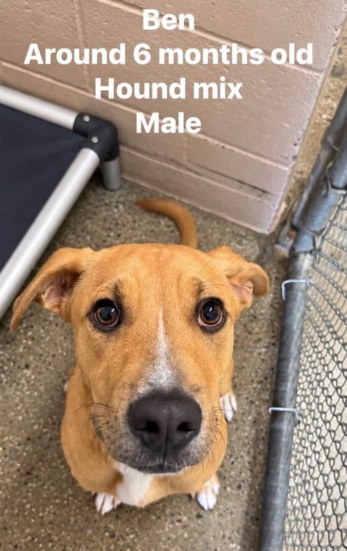 Photo of Ben, adoptable Labrador Retriever in Burnsville, North Carolina