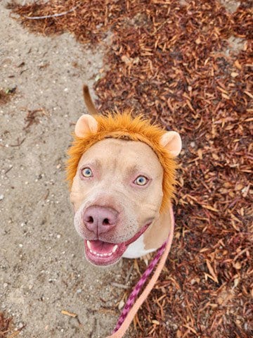 Photo of Baby, adoptable Pit Bull Terrier in Lompoc, California