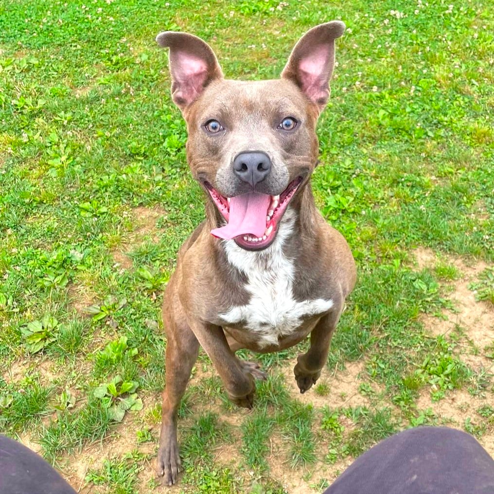 Photo of Luka, adoptable Mixed Breed (Large) in Chattanooga, Tennessee
