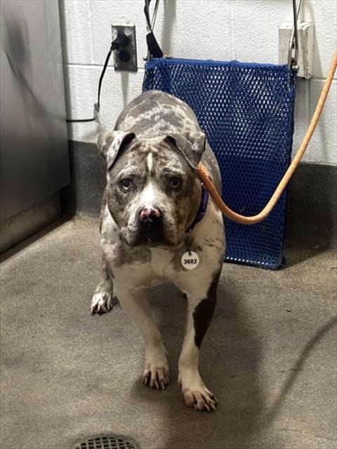 Photo of Jewel, adoptable Bull Terrier in Forestville, Maryland