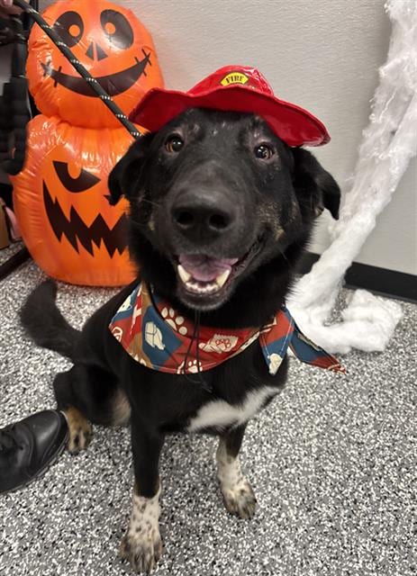Photo of Smokey, adoptable German Shepherd Dog in Rosenberg, Texas