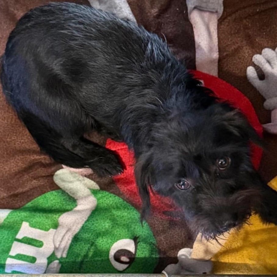 Photo of Ozzie, adoptable Terrier, Cairn / Dachshund, Miniature Wire Haired in Potomac, Maryland