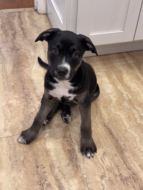 Photo of Spike, adoptable Husky in St. Louis, Missouri