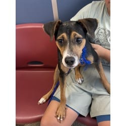 Photo of Muffin, adoptable Terrier (Unknown Type, Medium) in Doral, Florida
