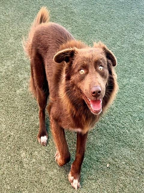Photo of Reggie, adoptable Australian Shepherd and Border Collie in Salinas, California