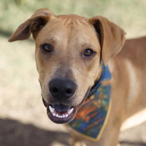 Photo of Harry, adoptable Labrador Retriever in San Antonio, Texas